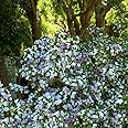 Yesterday Today Tomorrow (Brunfelsia Pauciflora Francisia) Fragrant Flowering Plant For Garden