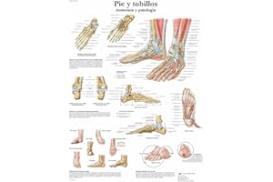 3B Scientific Poster de Papel, Pie y Tobillos, Anatomía y Patología del Cuerpo Humano
