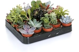 GARDENERSDREAM Mélange de succulentes – 20 plantes – Maison/Bureau Plante d’intérieur en pot Cadeau parfait