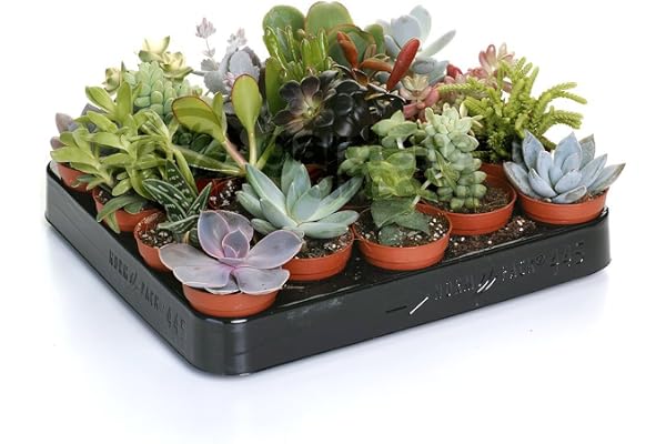 Mélange de succulentes – 20 plantes – Maison/Bureau Plante d’intérieur en pot Cadeau parfait