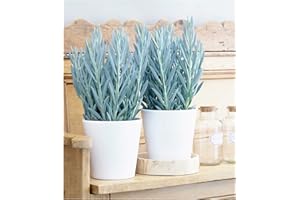 BALDUR-GARTEN GMBH BALDUR Garten Senecio Aquarine® "Mount Everest", 1 Pflanze, Exotische Zimmerpflanze Zimmerpflanze, Grünpflanze, mehrjährig - frostfrei halten, Wasserbedarf gering, Curio ficoides Mount Everest