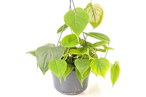 Philodendron scandens – Baumfreund Kletterpflanze | Zimmer und Büro Kletterpflanze im 15 cm Topf