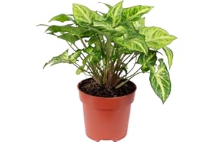 FLOWERBOX Arrow - Arrow singonio, altezza ca. 25 cm, diametro pentola: 12 cm