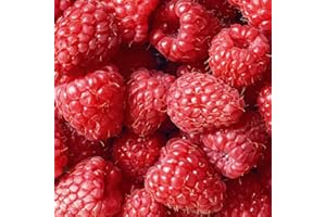 Raspberry Plant Summer Fruit Yield Tasty Sweet Berries Glen Ample, 6 x Bare Root Rubus Idaeous Canes by Thompson & Morgan