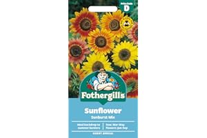 MR FOTHERGILLS Fothergill's Sunflower Sunburst Mixed Flower Seeds, 50 Seeds, Sow: Mar-May, Yellow/Orange