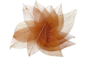 Danlai 36pcs Natural Skeleton Blatt Trockenblätter Scrapbooking DIY Material Scrapbook Craft Card Hochzeit Große Blätter