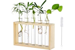 GLASSEAM Tenture Murale en Verre Planteur Propagation Station Murale 5 Tube à Essai en Support en Bois pour Plantes Hydroponiques Boutures Bureau Décoration De La Maison