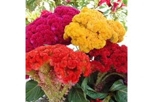 SVI 100 semi Comune Cresta di gallo Celosia Cristata Fiore