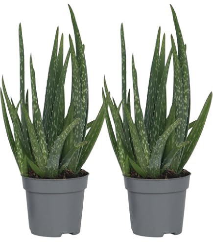 Plante Aloe Vera Barbadensis Miller 30-50 Cm - Facile à Cultiver