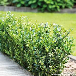 ilex als beeteinfassung