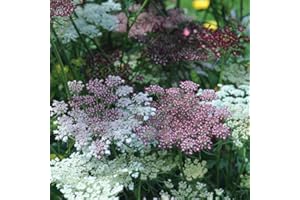 Daucus carota 'Dara' Seeds - Hardy Annual Ornamental Wild Carrot, Pink and Burgundy Blooms for Cottage Gardens and Borders - 1 Packet (75 Seeds) by Thompson & Morgan