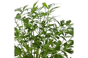 Parsley Plants, Ready for The Garden. 'Gigante Di Napoli'. Flat Smooth Leaf Cooking herb. 9cm Plant x 2. Available from Bedwen Plants.