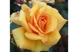 GORGEOUS GARDEN ROSES Simply The Best - 5.5lt Potted Hybrid Tea Garden Rose Bush - Orange/Mandarin Blend - Strong Fragrance