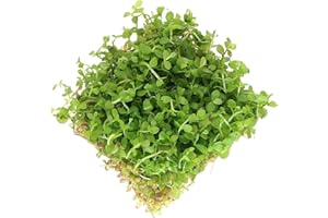 Micranthemum Monte Carlo 5x5 cm Live Aquarium Plants Tropical Fish Tank Plant Auascaping K2AQUA