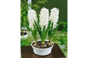 EASY PLANTS Hyacinth (3 Bulbs in a Pot) White Colour in 12cm Pot Size