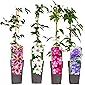 4er Sortiment Clematis MIX Weiß-Pink-Violett-Blau Kletterpflanzen Piilu Miss Bateman Ville de Lyon Multi Blue großblütig…