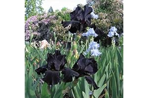 FLOWER FIELD STORY 4 Pezzi Nero Iris Bulbi Fiori Esotici per la Semina in Autunno possono Essere Piantati in Ambienti Chiusi o in Uffici Fiori Recisi per la Bella di Visione