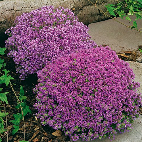 Garten-Schlüter Rosa Thymian - Wilder Feldthymian - 5 Stück