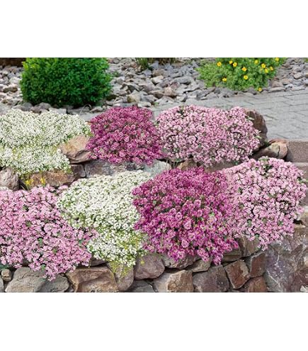 Blumixx Woll-Thymian – Thymus Praecox, Rosa Blühend, Im 0,5-Liter-Topf