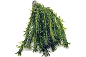 12 ELODEA DENSA - XL Bunch Oxygenating Weed Live Pond Plant Water Aquarium Aquatic Plants Egeria K2aqua