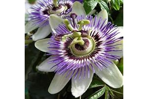 CLEMATISONLINE 2 x Passiflora caerulea - Set di 2 piante rampicanti multicolore – Invernali & verde sempreverde – 2 X 1,5 litri