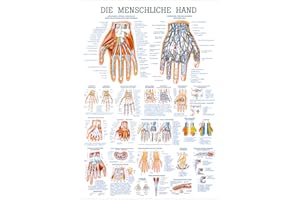RÜDIGER Sport-Tec Die Hand Lehrtafel Anatomie 100x70 cm medizinische Lehrmittel