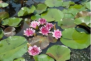 Lincolnshire Pond Plants Ltd - Perrys Almost Black Water Lily - Live Water Plant Aquatic Pond Lake Marginal - Loose