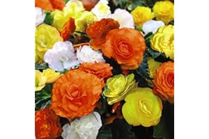 THOMPSON & MORGAN Begonia Non-Stop Citrus Mix Half-Hardy Perennial 24x Plug Plants by Thompson and Morgan (24)