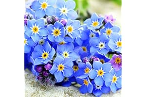 Saterkali Semillas de flores, 50 Unids/set Nomeolvides Semillas de flores Diversión perenne Semillas vibrantes seguras para el sol para patio Azul