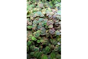 PROXIMUS N1 Red Root Floater, Bright Red Roots and Underside, Encourages Shy Species, Easy Care Floating Aquarium Plant