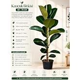 Kau&ccedil;uk Bitkisi 60-70 cm İ&ccedil; Mekan Salon Bitkisi | Canlı ve Parlak Yapraklar, Saksı &Ccedil;apı 17-19 cm