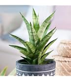 Sansevieria Tough Lady (Trifasciata) - Pianta Purificante Per Casa E Ufficio, 30-40cm Con Vaso Coltivatore