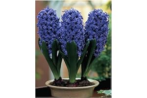 GARTHWAITE NURSERIES® : - 6 Prepared Indoor Hyacinth Bulbs Ostara Blue Highly Fragrant