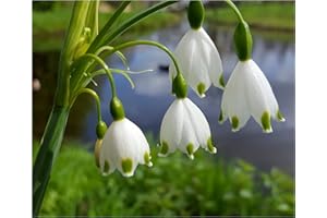 OLIWIER'S BULBS 10x Leucojum Aestivum Spring Flowering Bulbs Autumn Planting Perennial Summer Snowflake Flowers