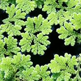 Azolla caroliniana 30 cc Kapta Su &Uuml;st&uuml; Bitkisi Yavru Saklanması İ&ccedil;in Akvaryum, Havuz Bitkisi