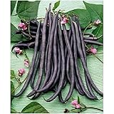 Premier Seeds Direct kletternde Gartenbohne Crosse Violette beinhaltet 100 Samen