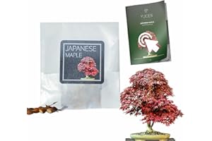 YUGEN BONSAI 30 Japanese Maple Bonsai Seeds | Acer Palmatum | Growing Guide | Grow Your Own Bonsai Tree | Bonsai Beginners and Enthusiasts