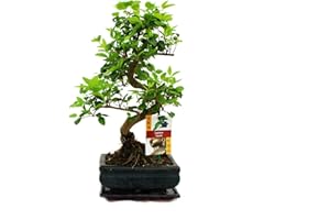 GARDENS4YOU Bonsai Ligustrum 7 yrs Old - 1 Tree