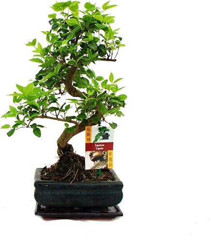 Exotenherz - Bonsai Ilex crenata - Japanische Stechpalme ca. 9 Jahre :  Amazon.de: Garten