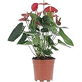 KENTIS - Anthurium Andreanum Rosso - Piante da Interno Vere Purifica Aria - Piante da Appartamento Fiorite - H 50-60 cm Vaso 