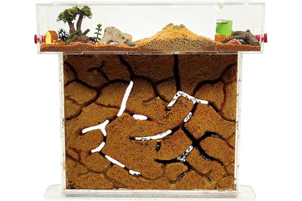 Fourmilière Naturelle en Sable┃Kit T Big Acrylique 25x20x1,6cm┃Fourmis Incluses