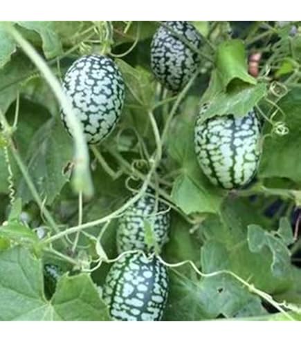 Semi Di Eufrasia Officinale - 200 Semi Con Substrato, Pianta Officinale Per Occhi E Erboristeria