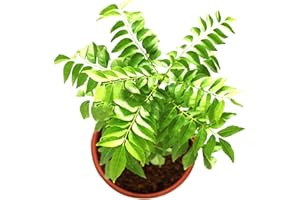 Benoon Curry Seeds, 100 semi di curry produttivi facili da coltivare foglie indiane spezie, flovor alimentari per semi di curry da giardino