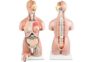UIGJIOG Modello Anatomico del Corpo Umano del Torso 28 Cm / 45Cm / 55Cm Alto Materiale del PVC del Modello Dell'anatomia Umana del Modello, Modello Anatomico del Torso Staccabile