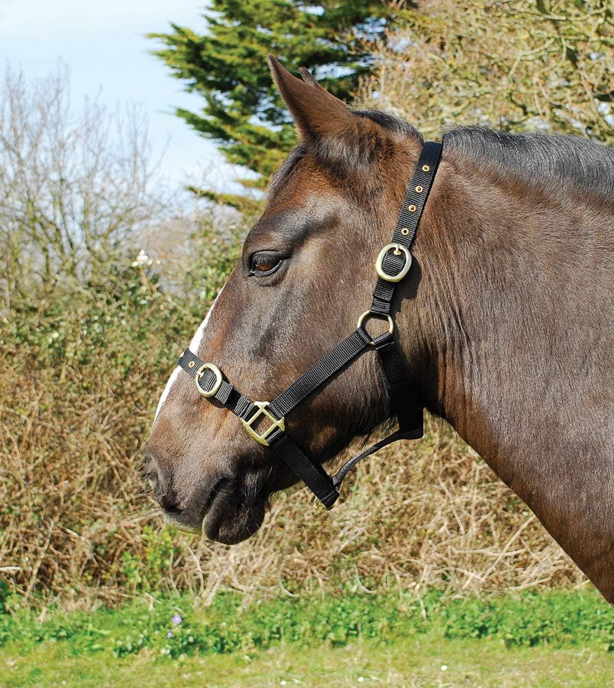 Rhinegold Nylon Headcollar - Pony - Black