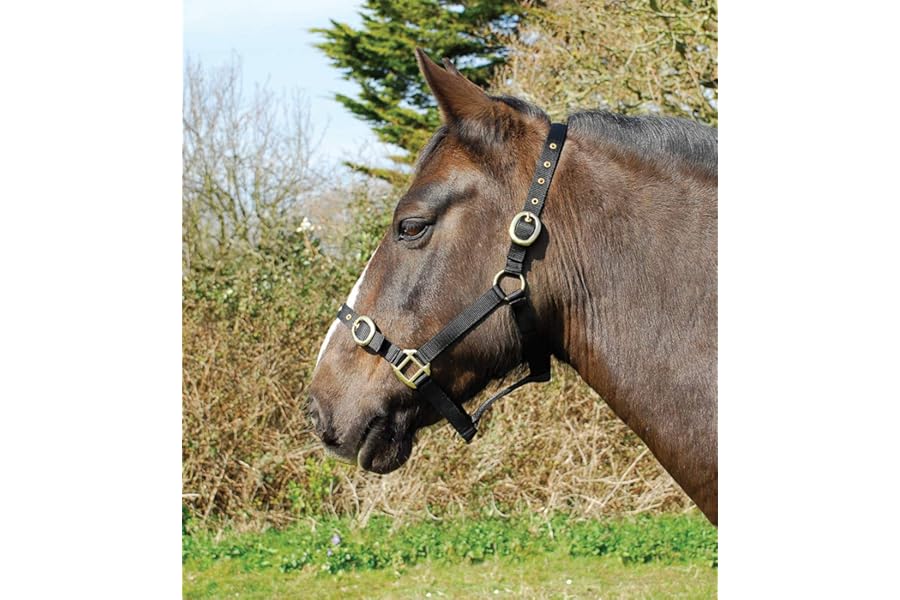 Rhinegold Nylon Headcollar - Pony - Black
