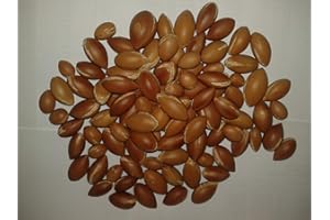 Portal Cool 30Pcs molto rara di semi di Argan dal Marocco nuovo raccolto