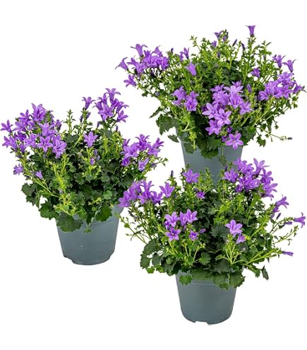 Amerikanischer Blauregen am Doppelbogen, Topf 21 cm - Wisteria Frutescens 'Amethyst  Falls' : Amazon.de: Garten