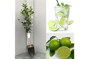 SAVINI VIVAI L'ARTE DI FARE NATURA SAVINI VIVAI Pianta di Agrumi Lime di Tahiti in Fitocella Altezza 100-120 cm di 1 anno di Innesto Made Italy