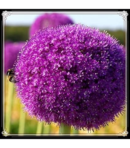 Allium Zwiebeln - Winterharte Blütenpracht Für Bienen & Schmetterlinge